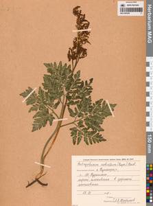 Sceptridium robustum (Rupr.) Lyon, Siberia, Russian Far East (S6) (Russia)