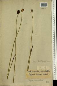 Elegia fistulosa Kunth, Africa (AFR) (South Africa)