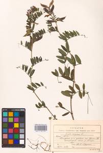 Vicia sepium L., Eastern Europe, Northern region (E1) (Russia)