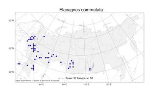 Elaeagnus commutata Bernh. ex Rydb., Atlas of the Russian Flora (FLORUS) (Russia)