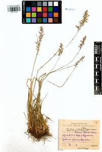 Trisetum altaicum Roshev., Siberia, Baikal & Transbaikal region (S4) (Russia)