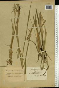 Alopecurus arundinaceus Poir., Eastern Europe, Rostov Oblast (E12a) (Russia)
