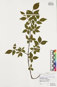 Euonymus verrucosus Scop., Eastern Europe, Central region (E4) (Russia)