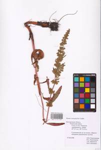 Rumex stenophyllus Ledeb., Eastern Europe, Central forest-and-steppe region (E6) (Russia)