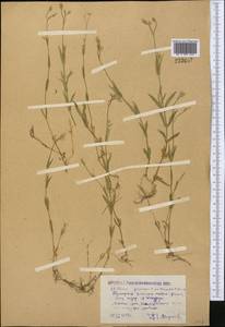 Stellaria graminea L., Middle Asia, Northern & Central Kazakhstan (M10) (Kazakhstan)