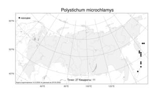 Polystichum microchlamys (Christ) Matsum., Atlas of the Russian Flora (FLORUS) (Russia)