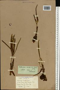 Colchicum bulbocodium subsp. versicolor (Ker Gawl.) K.Perss., Eastern Europe, Rostov Oblast (E12a) (Russia)