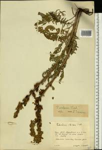 Pedicularis uralensis Vved., Eastern Europe, Eastern region (E10) (Russia)