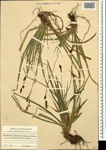 Carex brevicollis DC., Caucasus, Stavropol Krai, Karachay-Cherkessia & Kabardino-Balkaria (K1b) (Russia)