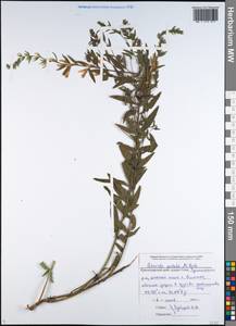 Genista tinctoria subsp. tinctoria, Caucasus, Black Sea Shore (from Novorossiysk to Adler) (K3) (Russia)