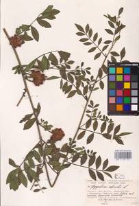 Glycyrrhiza echinata L., Eastern Europe, South Ukrainian region (E12) (Ukraine)