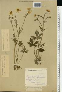 Ranunculus polyanthemos subsp. nemorosus (DC.) Schübl. & G. Martens, Eastern Europe, Volga-Kama region (E7) (Russia)