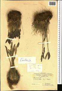 Koeleria pyramidata (Lam.) P.Beauv., Caucasus, Armenia (K5) (Armenia)