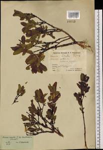 Lonicera caerulea subsp. edulis (Turcz. ex Herder) Hultén, Siberia, Chukotka & Kamchatka (S7) (Russia)