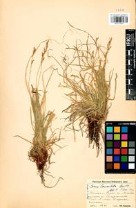 Carex lanceolata Boott, Siberia, Baikal & Transbaikal region (S4) (Russia)