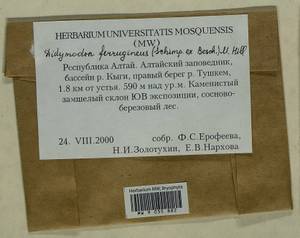 Geheebia ferruginea (Schimp. ex Besch.) R.H. Zander, Bryophytes, Bryophytes - Western Siberia (including Altai) (B15) (Russia)
