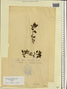 Prunella vulgaris L., Eastern Europe, Estonia (E2c) (Estonia)