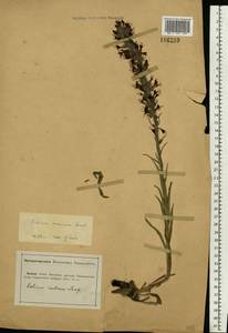 Pontechium maculatum (L.) Böhle & Hilger, Eastern Europe, Lower Volga region (E9) (Russia)