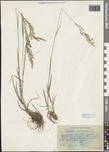 Agrostis stolonifera L., Siberia, Baikal & Transbaikal region (S4) (Russia)