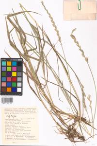 Elymus, Eastern Europe, Lower Volga region (E9) (Russia)