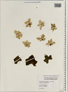 Coccinia grandis (L.) Voigt, South Asia, South Asia (Asia outside ex-Soviet states and Mongolia) (ASIA) (Vietnam)