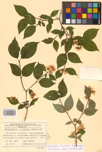 Philadelphus tenuifolius Rupr. & Maxim., Siberia, Russian Far East (S6) (Russia)