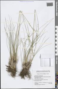 Festuca beckeri (Hack.) Trautv., Eastern Europe, Lower Volga region (E9) (Russia)