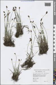 Carex duriuscula C.A.Mey., Siberia, Baikal & Transbaikal region (S4) (Russia)