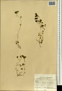 Medicago polymorpha L., South Asia, South Asia (Asia outside ex-Soviet states and Mongolia) (ASIA) (Iraq)