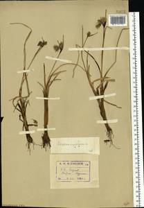 Eriophorum angustifolium Honck., Eastern Europe, Northern region (E1) (Russia)