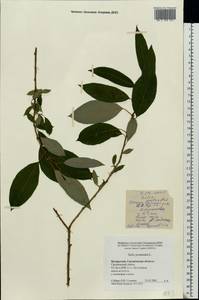 Salix pentandra L., Eastern Europe, Belarus (E3a) (Belarus)