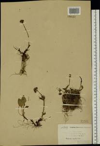 Valeriana capitata Link, Eastern Europe, Northern region (E1) (Russia)