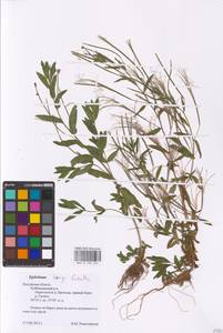 Epilobium lamyi F. W. Schultz, Eastern Europe, Central region (E4) (Russia)