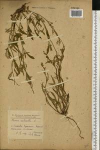 Rumex acetosella L., Eastern Europe, North Ukrainian region (E11) (Ukraine)