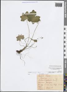Alchemilla micans Buser, Eastern Europe, Moscow region (E4a) (Russia)