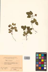 Rubus arcticus L., Siberia, Russian Far East (S6) (Russia)