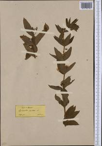 Lysimachia punctata L., South Asia, South Asia (Asia outside ex-Soviet states and Mongolia) (ASIA) (Turkey)