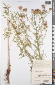 Centaurea pseudomaculosa Dobrocz, Eastern Europe, Central forest-and-steppe region (E6) (Russia)