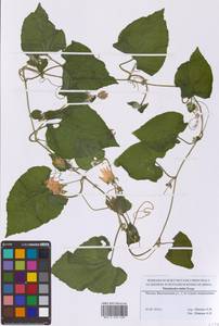 Thladiantha dubia Bunge, Eastern Europe, Moscow region (E4a) (Russia)