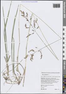 Poa pratensis L., Siberia, Baikal & Transbaikal region (S4) (Russia)