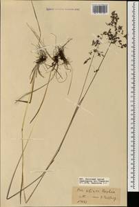 Poa sibirica Roshev., Mongolia (MONG) (Mongolia)