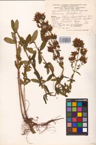 Hypericum hirsutum L., Eastern Europe, West Ukrainian region (E13) (Ukraine)