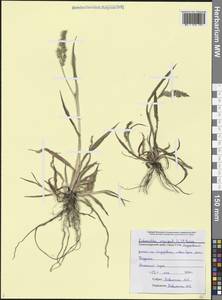 Echinochloa crus-galli (L.) P.Beauv., Caucasus, Black Sea Shore (from Novorossiysk to Adler) (K3) (Russia)