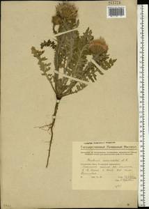 Carduus uncinatus M. Bieb., Eastern Europe, Eastern region (E10) (Russia)