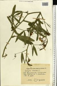 Lathyrus sylvestris L., Eastern Europe, South Ukrainian region (E12) (Ukraine)