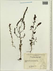 Odontites vulgaris Moench, Siberia, Russian Far East (S6) (Russia)