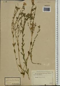 Linum hirsutum L., Eastern Europe, Central forest-and-steppe region (E6) (Russia)