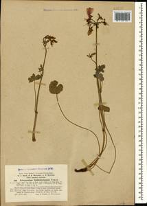 Pelargonium endlicherianum Fenzl, Caucasus, Turkish Caucasus (NE Turkey) (K7) (Turkey)