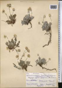 Erigeron, Middle Asia, Pamir & Pamiro-Alai (M2) (Kyrgyzstan)