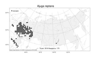 Ajuga reptans L., Atlas of the Russian Flora (FLORUS) (Russia)